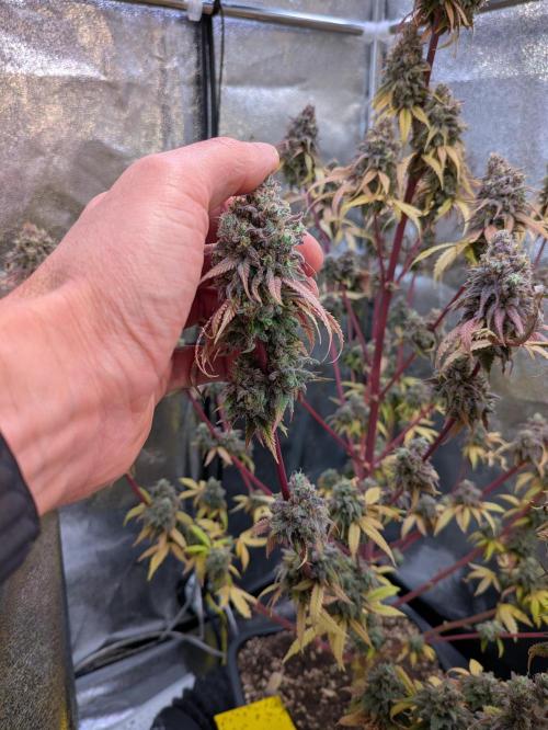 Primetime Grow. Week 14