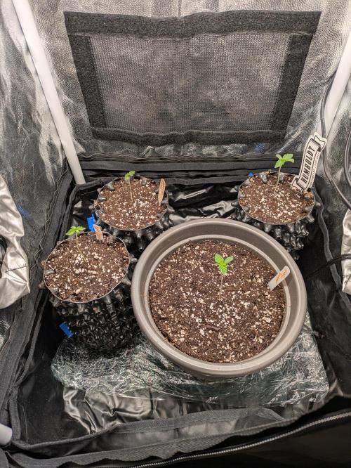 A Humboldt Run. Week 1 - Kräuterbeet