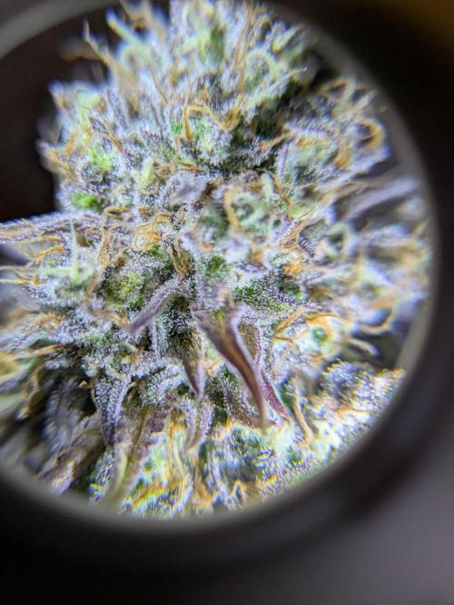 Primetime Grow. Week 14