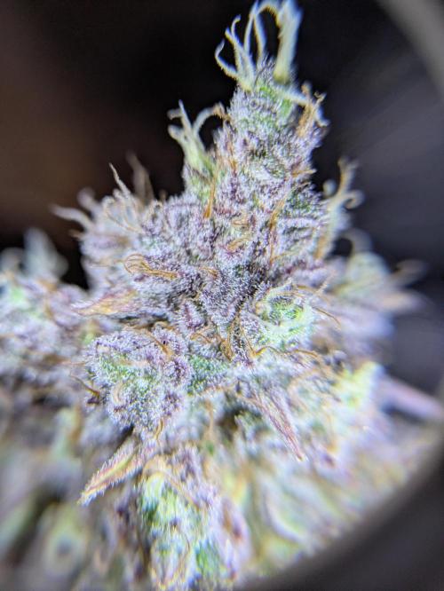 Primetime Grow. Week 14