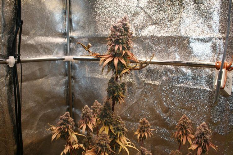 Primetime Grow. Week 15 - Blueberry Muffin