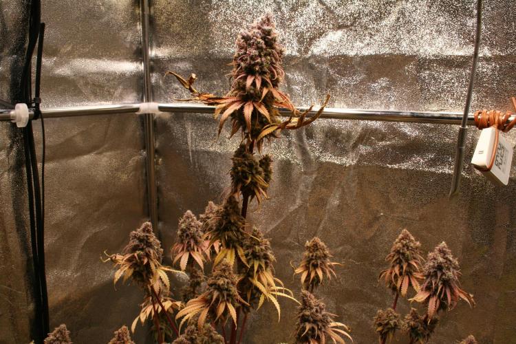 Primetime Grow. Week 15 - Blueberry Muffin