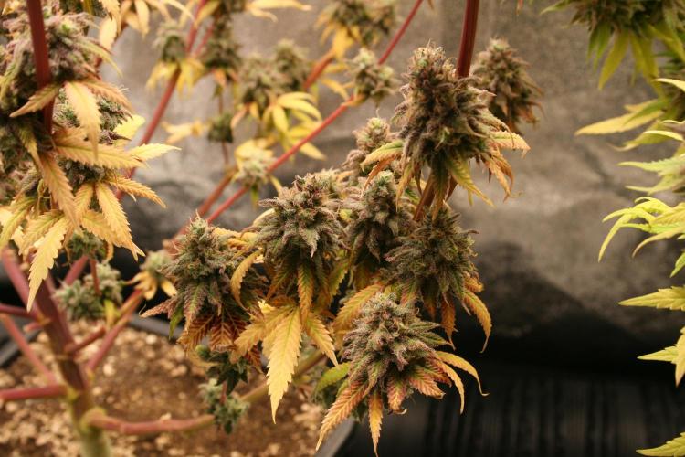 Primetime Grow. Week 15 - Blueberry Muffin