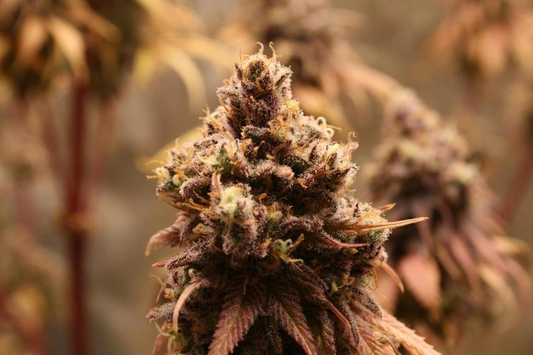 Primetime Grow. Week 15 - Blueberry Muffin