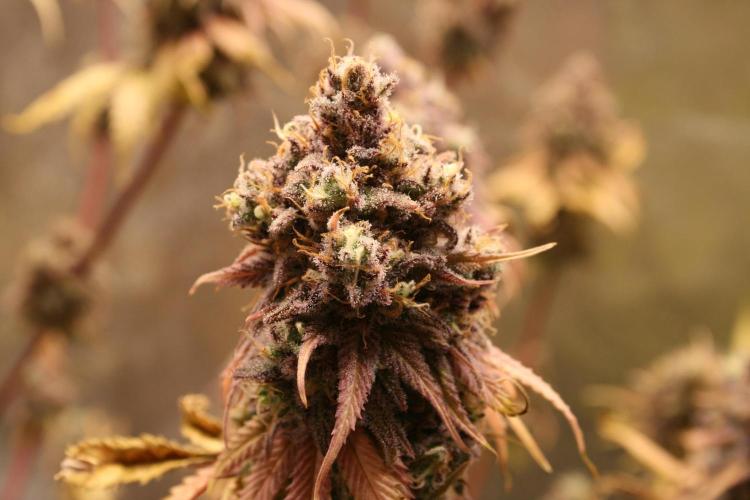 Primetime Grow. Week 15 - Blueberry Muffin