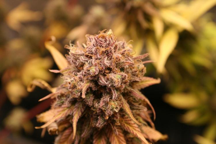 Primetime Grow. Week 15