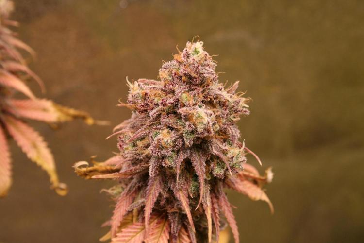 Primetime Grow. Week 15 - Blueberry Muffin