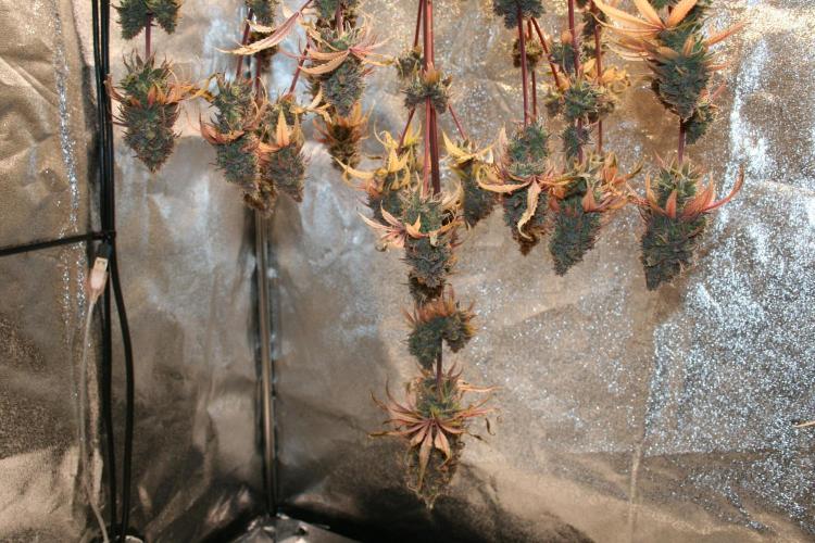 Primetime Grow. Week 15