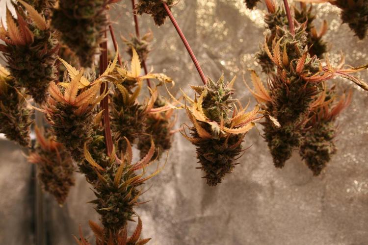 Primetime Grow. Week 15