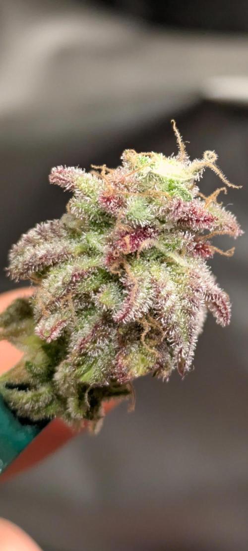 Primetime Grow. Week 15