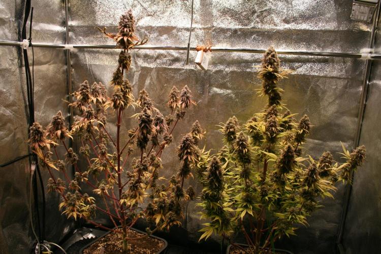 Primetime Grow. Week 15