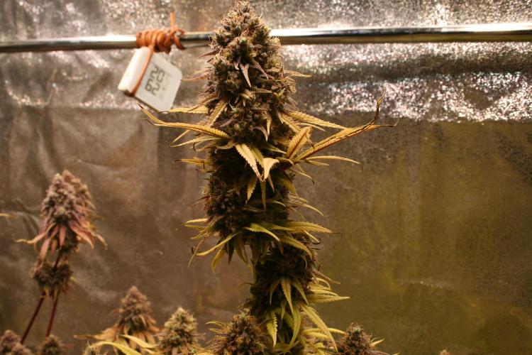 Primetime Grow. Week 15