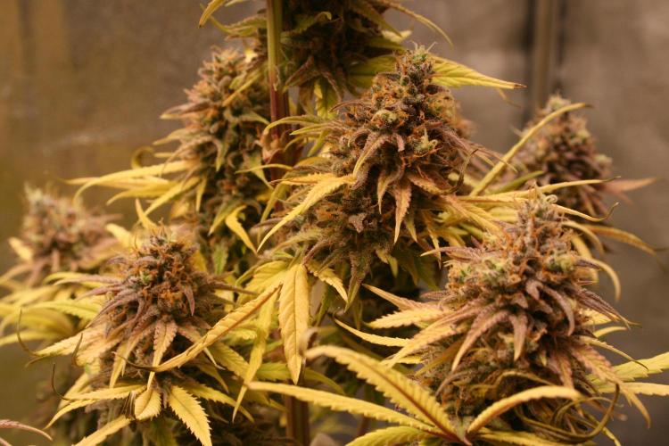 Primetime Grow. Week 15