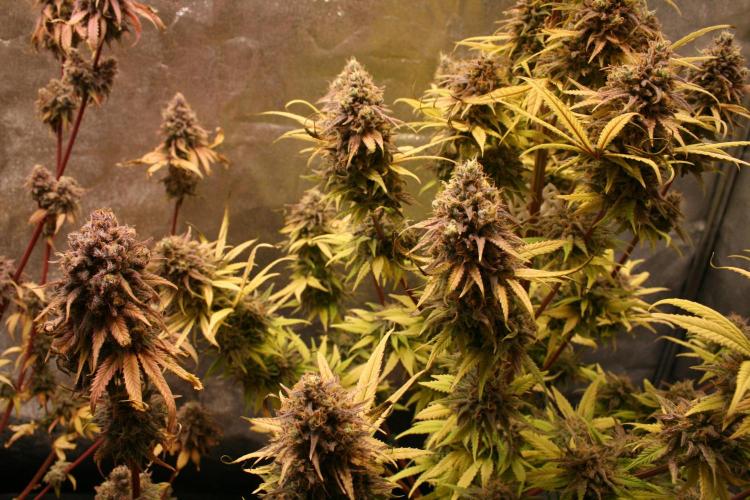 Primetime Grow. Week 15