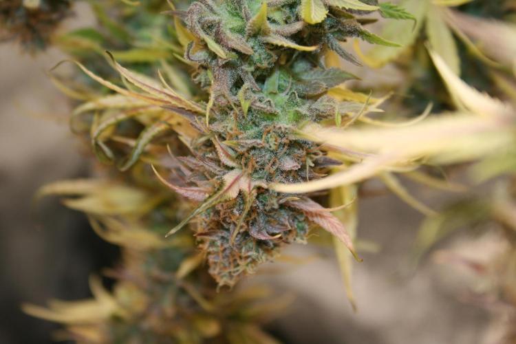 Primetime Grow. Week 15