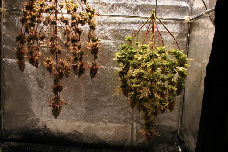 Primetime Grow. Week 15