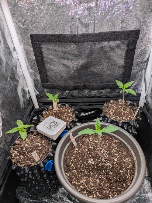 A Humboldt Run. Week 1