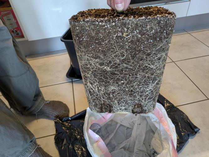 Primetime Grow. Week 15