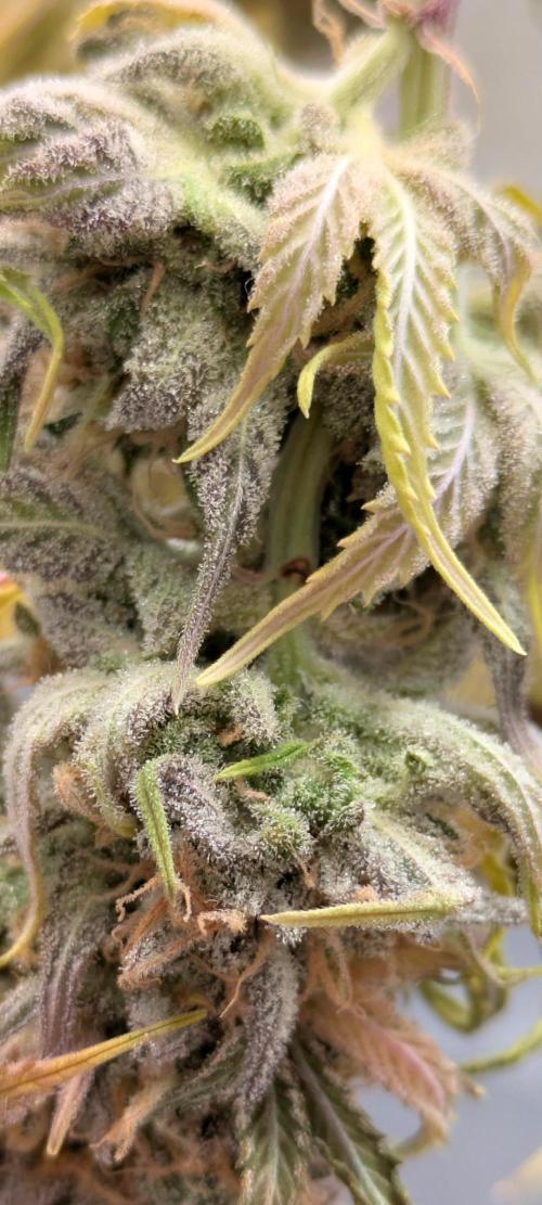 Primetime Grow. Week 15