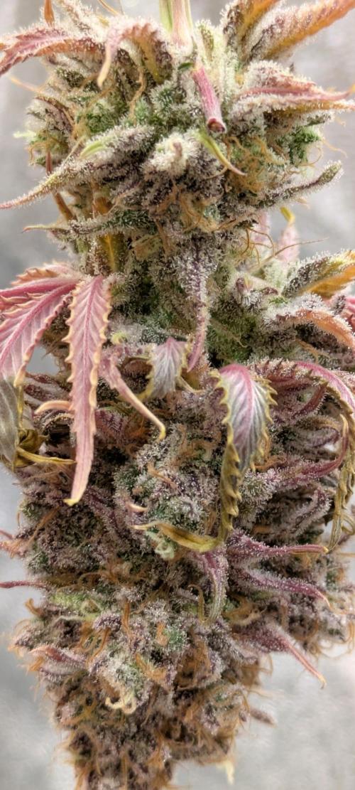 Primetime Grow. Week 15