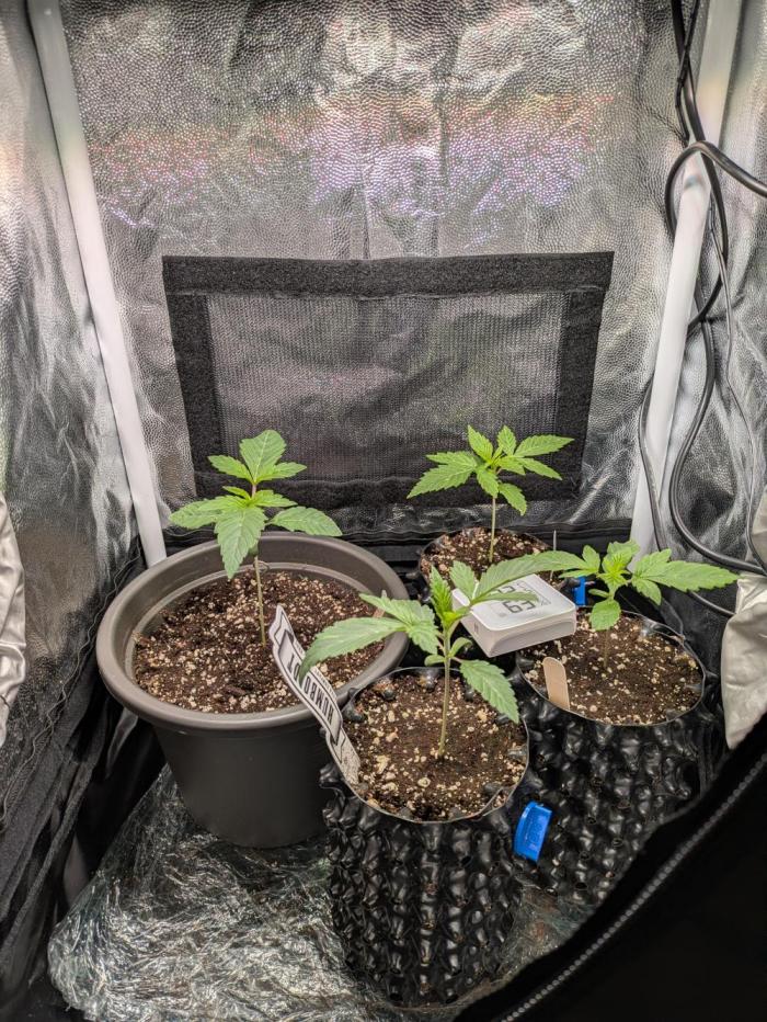 A Humboldt Run. Week 2