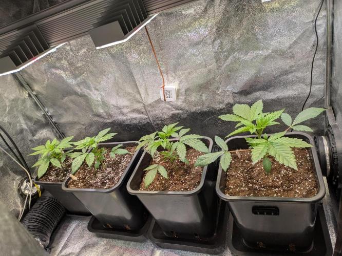 A Humboldt Run. Week 3 - Humboldt Forest