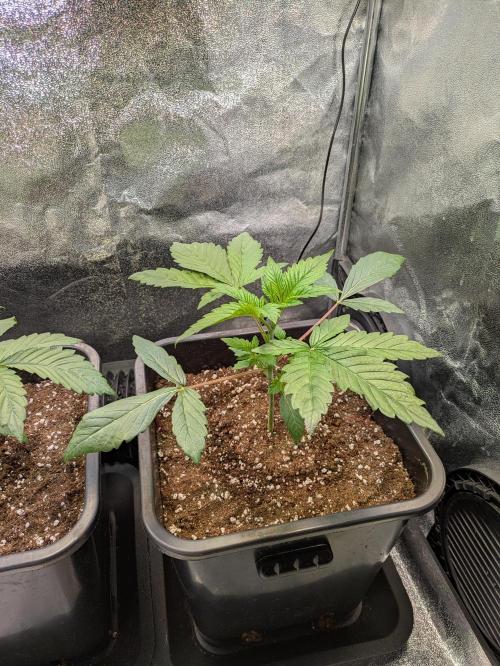 A Humboldt Run. Week 3 - Garlic Budder