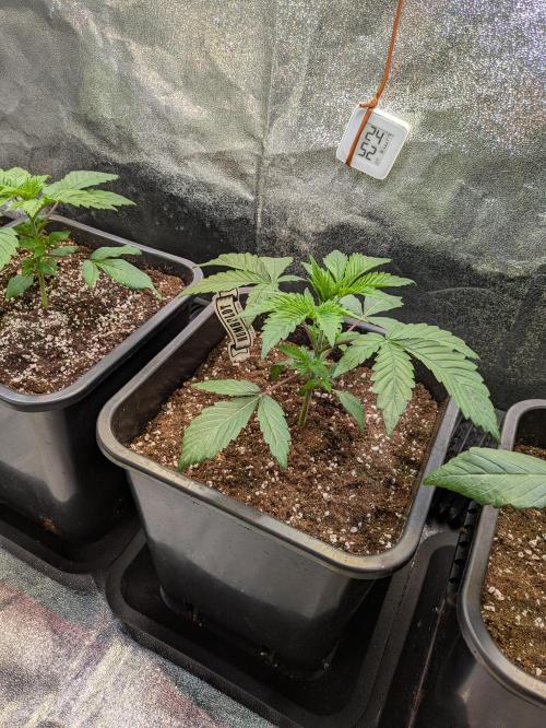 A Humboldt Run. Week 3 - Apple Blossom