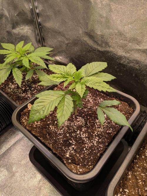 A Humboldt Run. Week 3 - Notorious THC