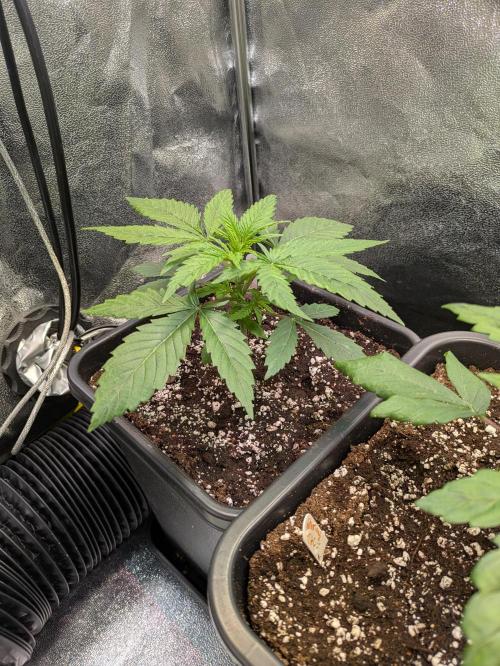 A Humboldt Run. Week 3 - Blueberry Muffin 