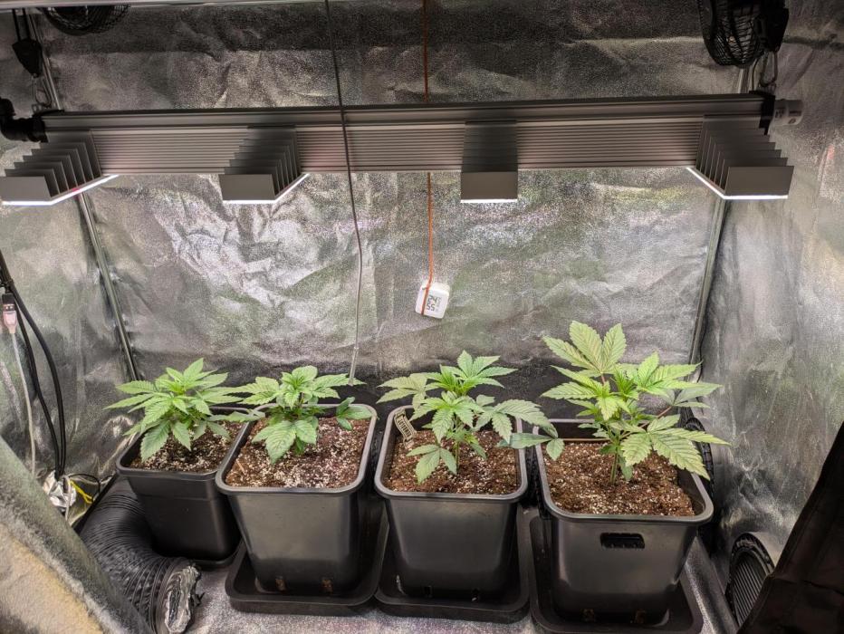 A Humboldt Run. Week 4