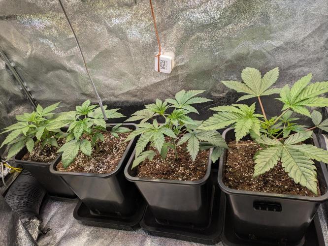 A Humboldt Run. Week 4