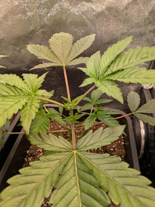 A Humboldt Run. Week 4 - Garlic Budder