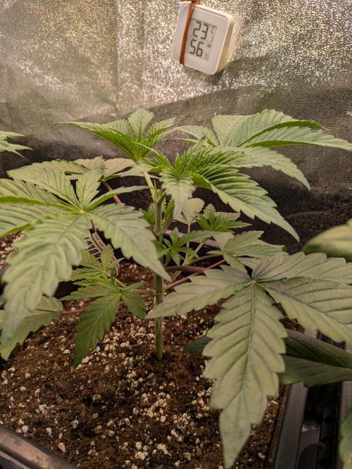 A Humboldt Run. Week 4 - Apple Blossom