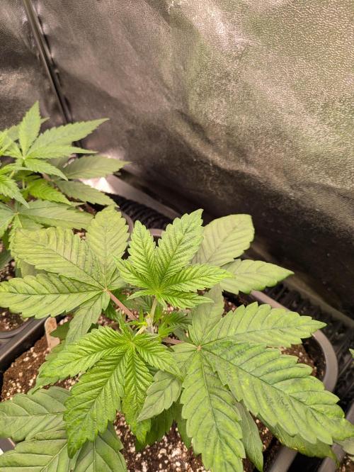 A Humboldt Run. Week 4 - Notorious THC