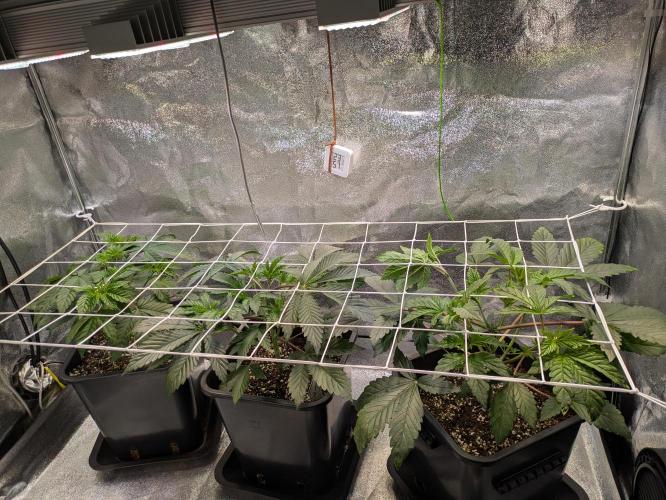 A Humboldt Run. Week 5