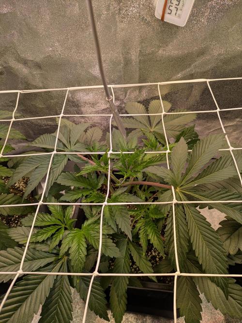 A Humboldt Run. Week 5 - Apple Blossom 