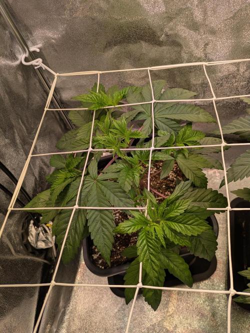 A Humboldt Run. Week 5 - Notorious THC 