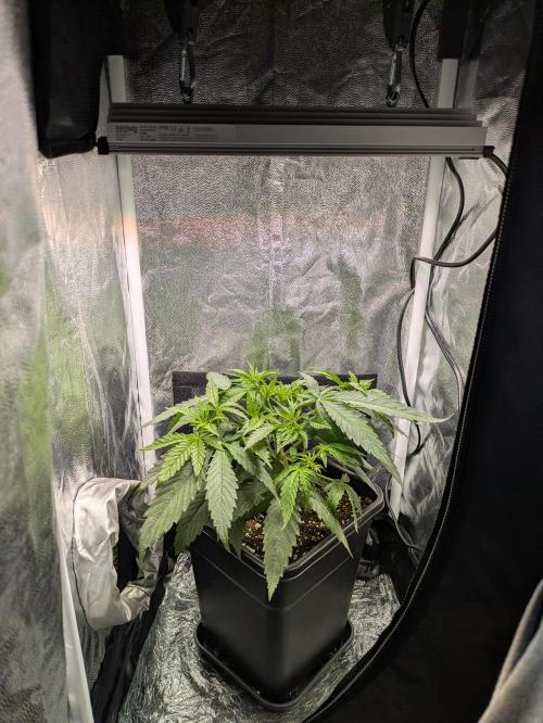 A Humboldt Run. Week 5 - Blueberry Muffin 