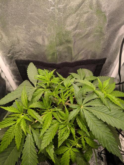 A Humboldt Run. Week 5 - Blueberry Muffin 