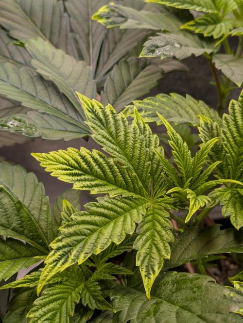 A Humboldt Run. Week 5