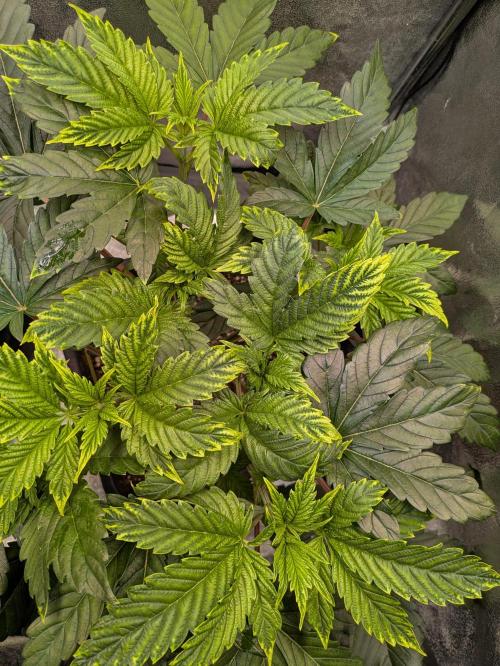 A Humboldt Run. Week 5