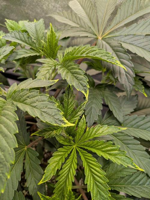 A Humboldt Run. Week 5