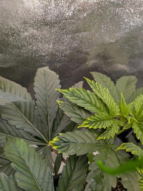 A Humboldt Run. Week 5