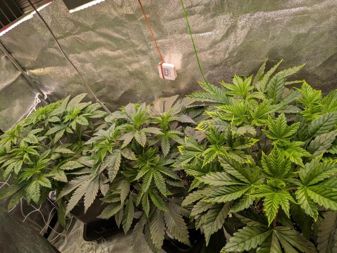 A Humboldt Run. Week 5 - Die Parade