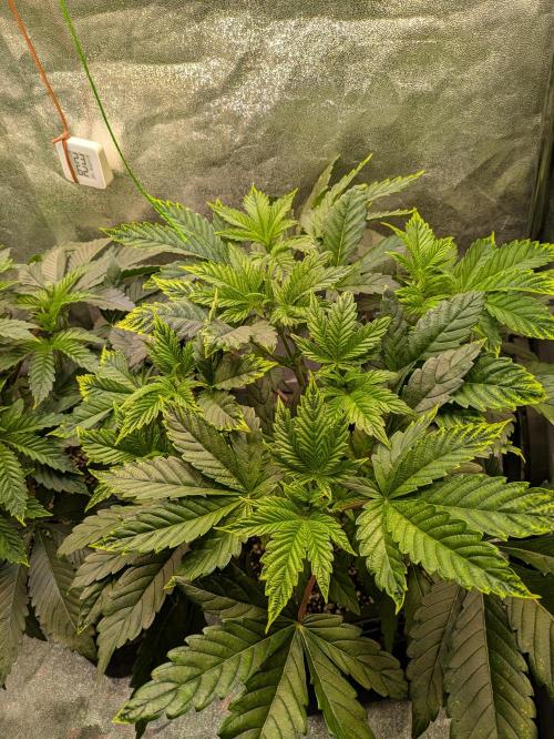 A Humboldt Run. Week 5 - Garlic Budder