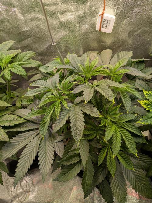 A Humboldt Run. Week 5 - Apple Blossom 