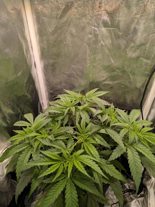 A Humboldt Run. Week 5 - Blueberry Muffin in 40x40