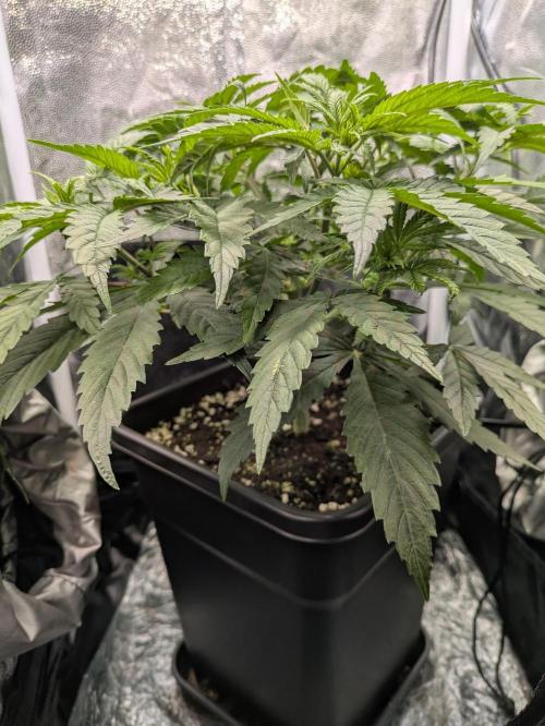 A Humboldt Run. Week 5 - Blueberry Muffin in 40x40