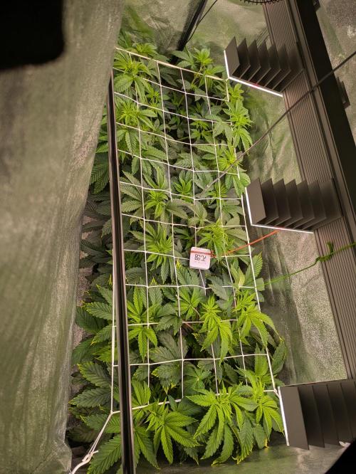 A Humboldt Run. Week 6